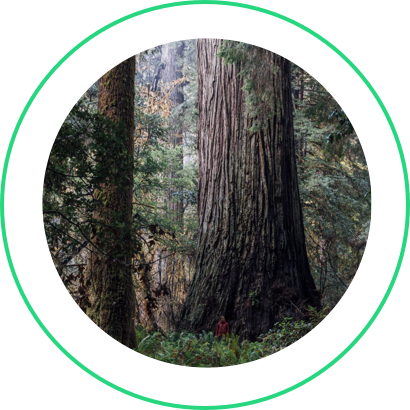 Image of trees in a forrest