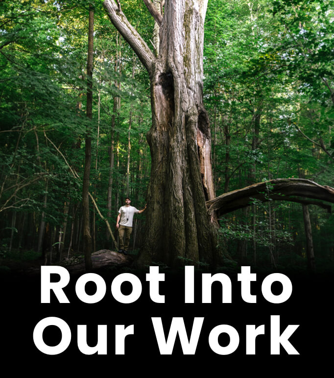 Man in a forest leaning against a huge tree, root into our work.