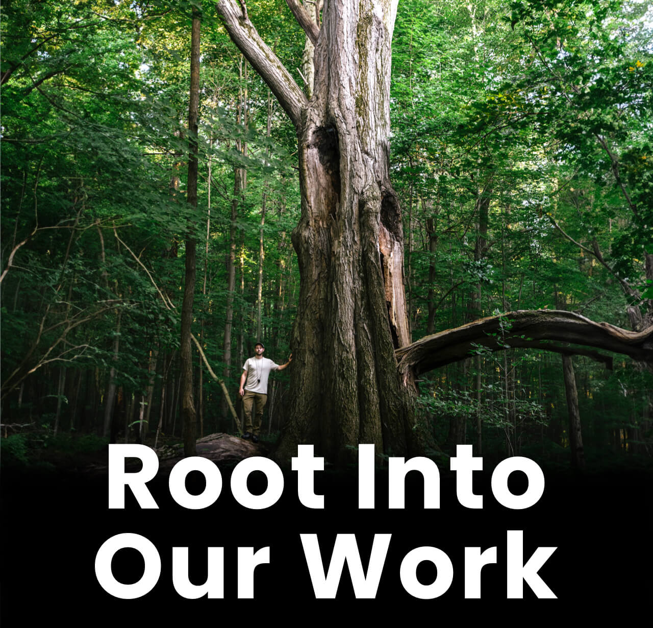 Man in a forest leaning against a huge tree, root into our work.