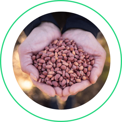 Hands cupped together holding tree seeds