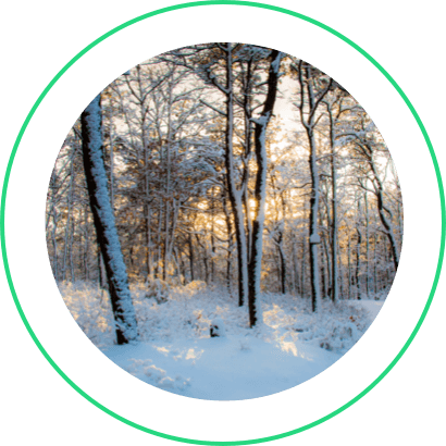 Closeup of snowy trees in a forest